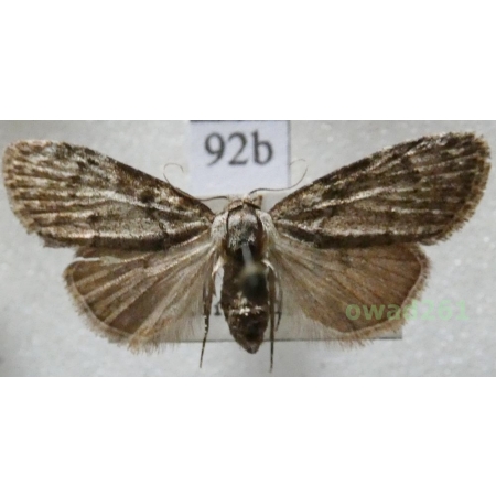 Meganola strigula (Denis & Schiffermüller, 1775) Czech92b